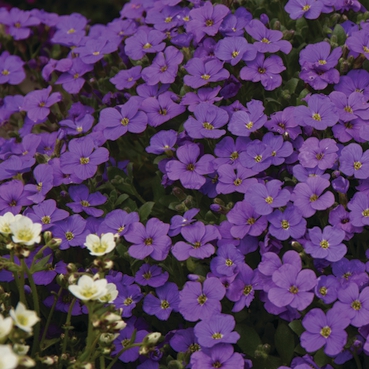  Audrey F1 Blue Shades - 10 .