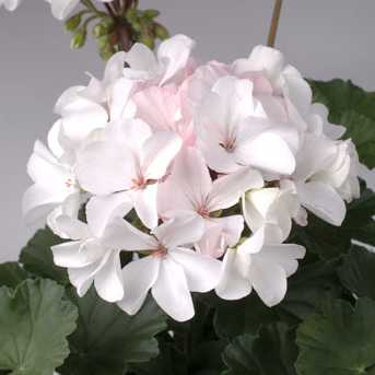   Nano F1 White - 3 .