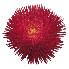   Benary's Princess Deep Red - 10 .