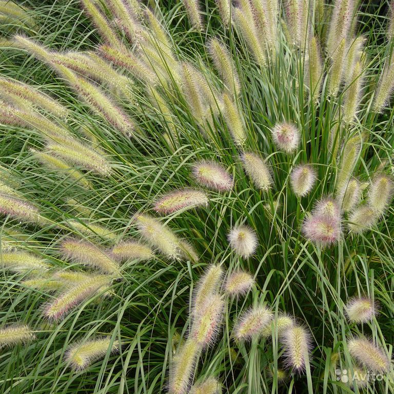 Декоративные травы и злаки