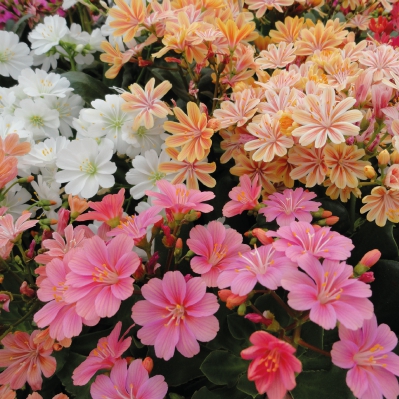 ������� Elise Mix - 5 ��.