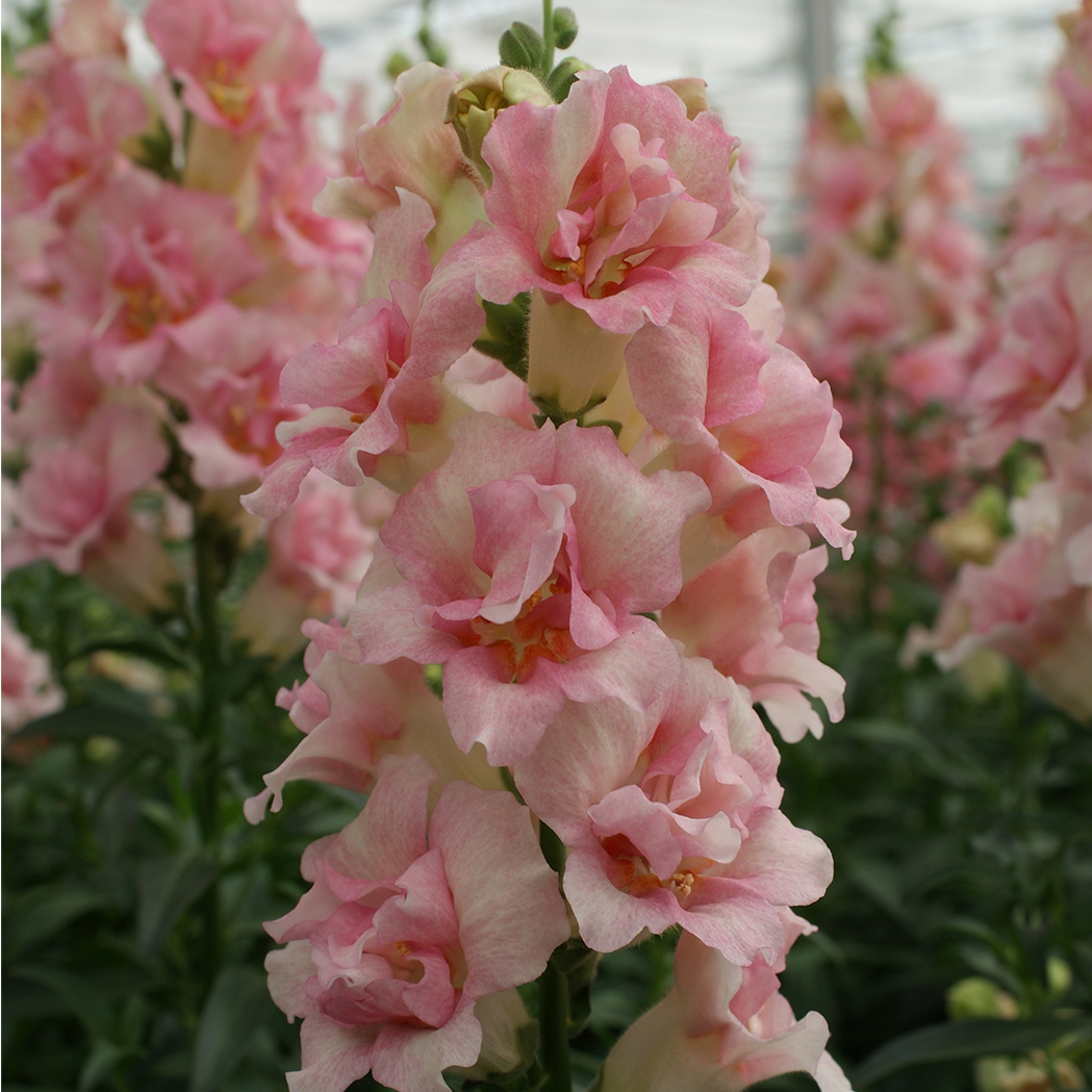 Antirrhinum Snaptastic Pink