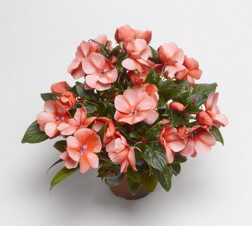   Florific F1 sweet orange - 5 .