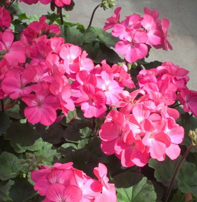   Nano F1 Deep Rose - 3 .