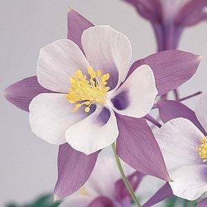   Swan F1 Lavender - 3 .
