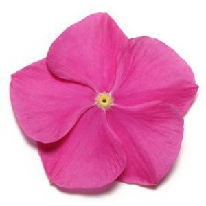 Катарантус розовый PACIFICA – XP Deep Orchid - 10 шт.