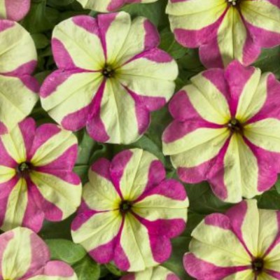    Avalanche F1 Rose Yellow Star. ! - 10 .