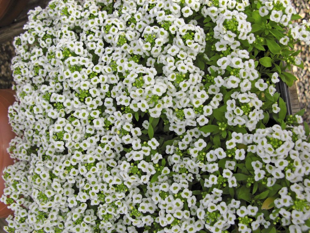 Алиссум Giga White