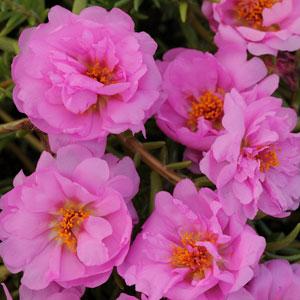    HAPPY TRAILS PINK - 5 .