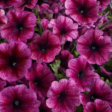   Celebrity Plum Ice - 10 .