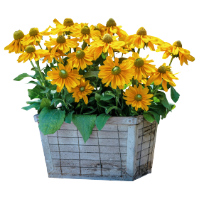   Amarillo Gold - 5 .