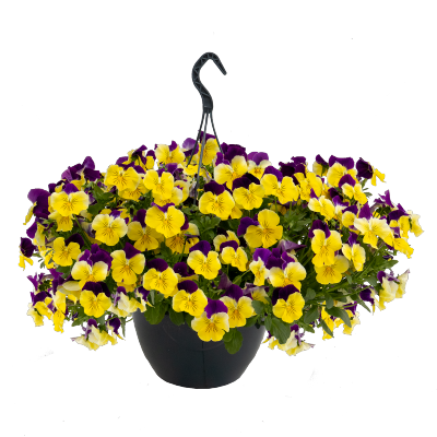   Highflyer F1 Yellow Purple Wing. ! - 3 .