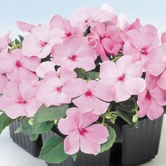   Balance F1 Pink - 5 .