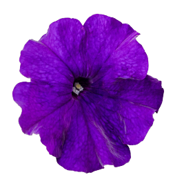   BOOM! HD Blue. ! - 10 .