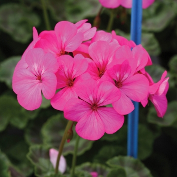   Horizon F1 Neon Rose - 3 .