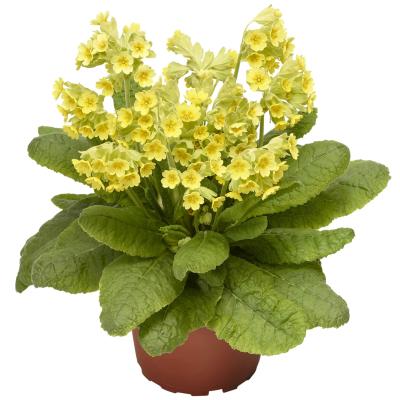   Cabrillo Yellow Compact - 5 .