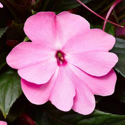   Florific F1 pink - 5 .