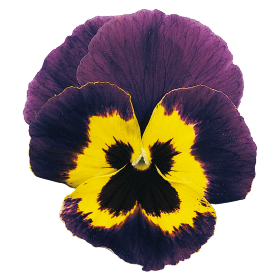   Joker violet-gold - 10 .