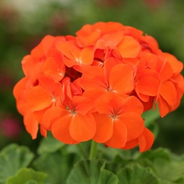   Dancer F2 orange - 5 .