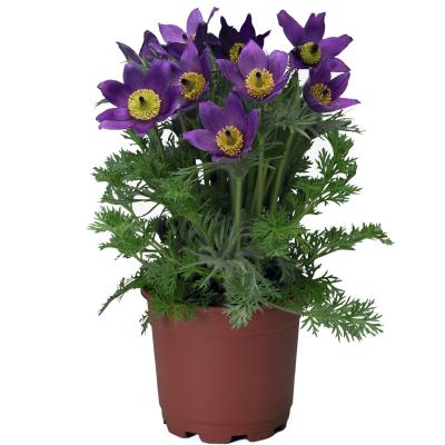  Pinwheel Blue Violet Shades - 10 .