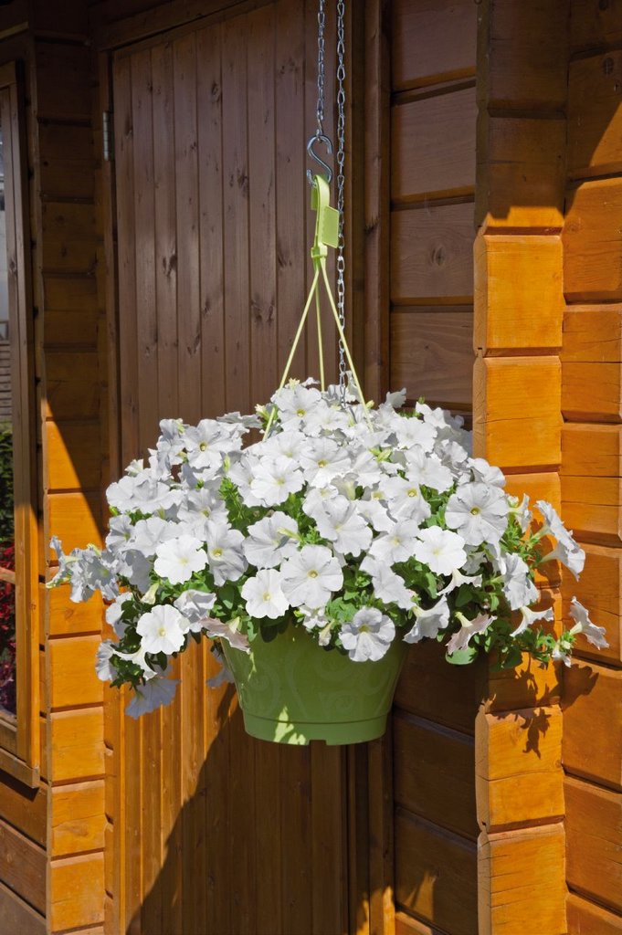 Петуния Ампельная Купить В Горшках
