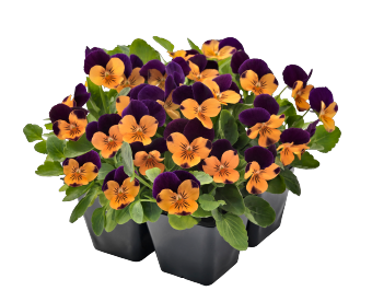   Admire F1 Orange Purple Wing - 10 .