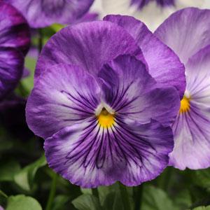   MATRIX F1 LAVENDER SHADES - 10 .