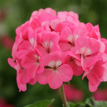   Horizon F1 Rose - 3 .