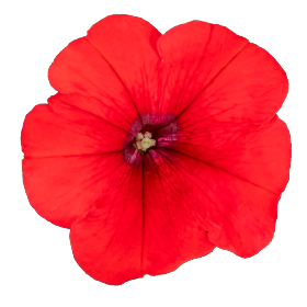   BOOM! HD Red. ! - 10 .