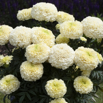   WhiteGold Max - 5 .