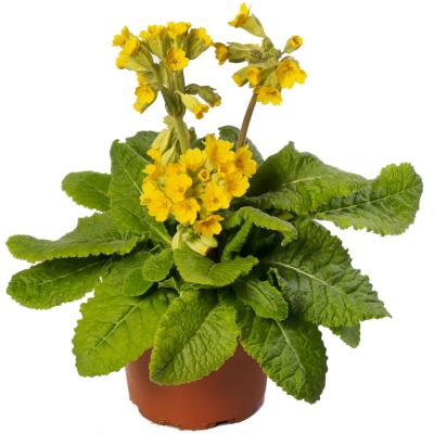   Cabrillo Dark Yellow Compact - 5 .
