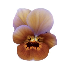   Caramel F1 Bronze Lilac - 5 .