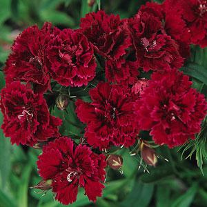   DYNASTY Red - 5 .