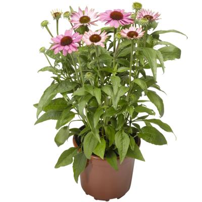   Prairie Splendor Compact Rose - 5 .