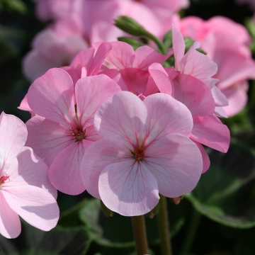   Inspire F1 Appleblossom - 3 .