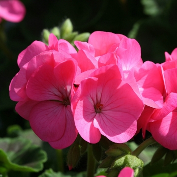   Inspire F1 Rose - 3 .