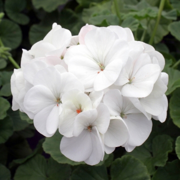 Пеларгония садовая Inspire F1 White - 3 шт.