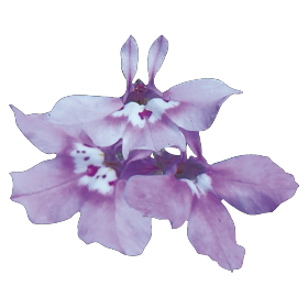 Лобелия ежевидная Palace Lilac - 5 мдр.