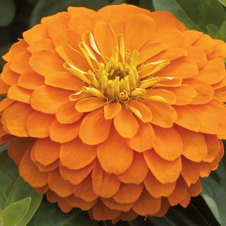   MAGELLAN ORANGE - 5 .