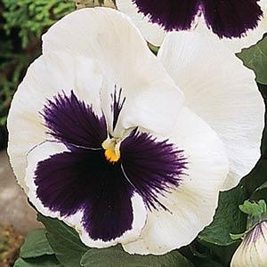  MATRIX F1 White Blotch - 10 .