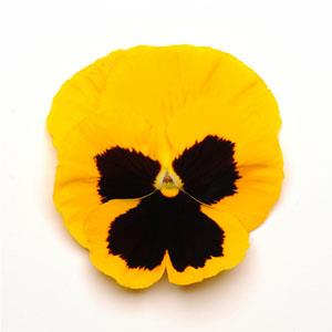   MATRIX F1 Yellow Blotch - 10 .