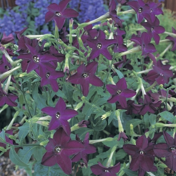  Perfume F1 Deep Purple - 10 .