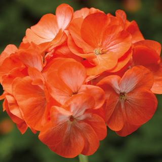   Pinto Premium Orange Bicolor - 3 .