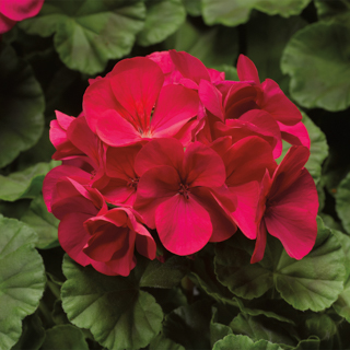   Pinto Premium Violet - 3 .