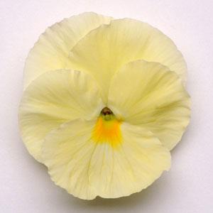   MATRIX F1 Primrose - 10 .