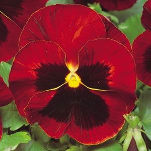   MATRIX F1 Red Blotch - 10 .