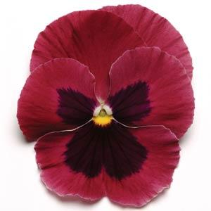   MATRIX F1 Rose Blotch - 10 .