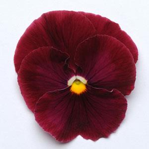   MATRIX F1 Rose - 10 .