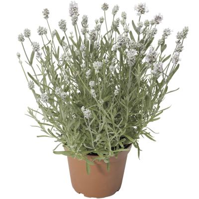   Scent White Early - 5 .