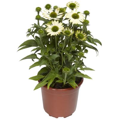   Prairie Splendor Compact White - 5 .